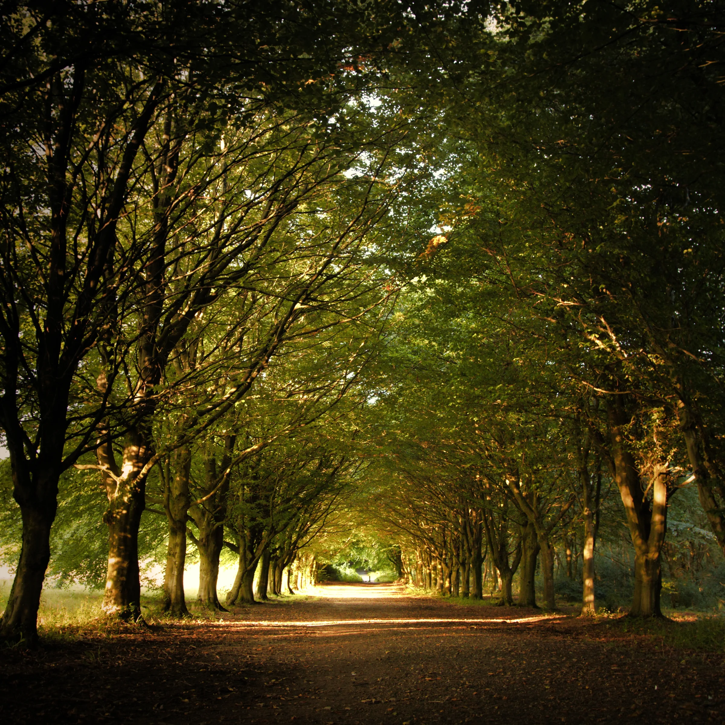 There's a strong chance this image contains the following subjects: lancashire,  trees,  autumn. The photographer has provided the following description: The start of Autumn in Lever Park, Bolton Photographer_name: Chris Michael. Title: Lever Park. The photographer has provided the following description: The start of Autumn in Lever Park, Bolton Make: fujifilm. Model: X-T5. Technical: XF16-80mm lens. Published: 2025-09-05 19:36:47