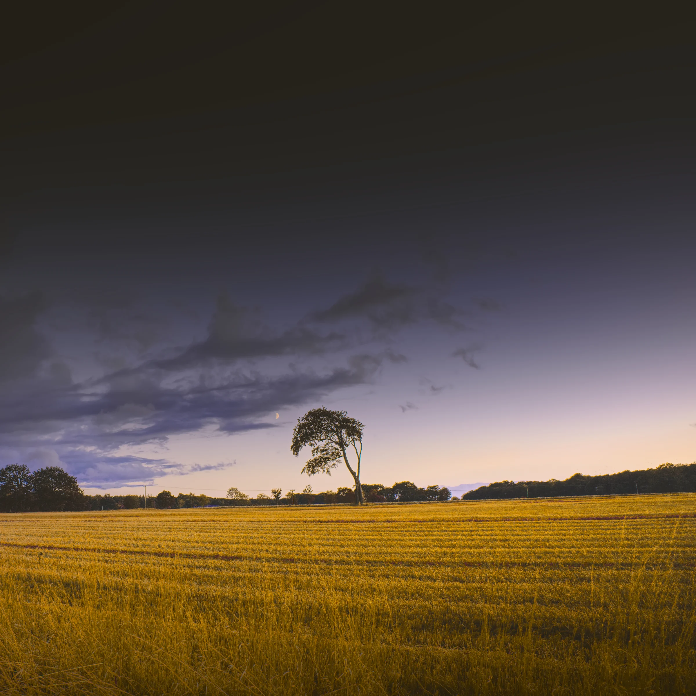 There's a strong chance this image contains the following subjects: tree,  sky,  light,  landscape,  sunset,  dawn,  field,  lancashire,  farm,  sun,  lonetree. The photographer has provided the following description: Here is a shot of a tree in a farmers field a few miles from where I live.  Photographer_name: Chris Michael. Title: The Lone Tree. The photographer has provided the following description: Here is a shot of a tree in a farmers field a few miles from where I live.  Make: fujifilm. Model: X-T5. Technical: XF16-80mm lens. Published: 2025-09-06 18:03:42