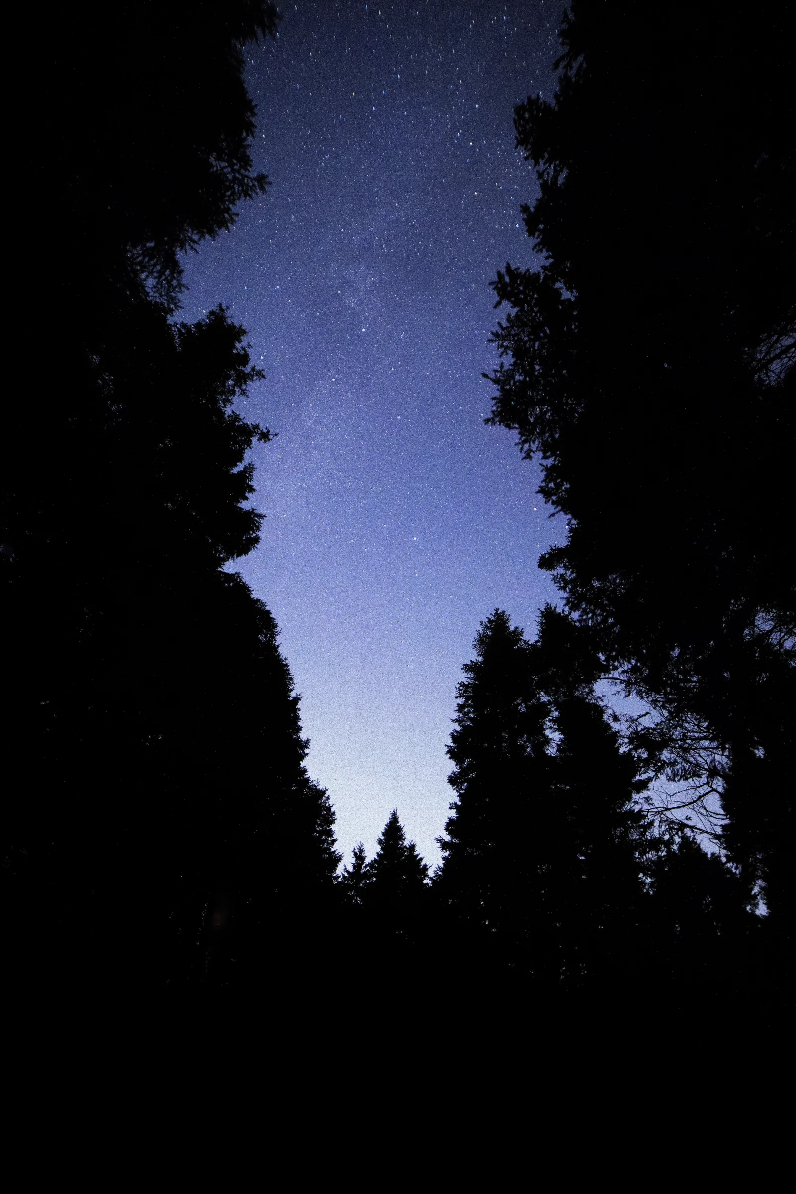 There's a strong chance this image contains the following subjects: forest,  auroraborealis,  northernlights,  stars,  milkyway,  preston,  beaconfell. The photographer has provided the following description: Here is a faint Milky Way and gorgeous star filled sky at Beacon Fell Country Park, north of Preston. Photographer_name: Chris Michael. Title: Forest Stars. The photographer has provided the following description: Here is a faint Milky Way and gorgeous star filled sky at Beacon Fell Country Park, north of Preston. Make: canon. Model: EOS R. Technical: RF16mm. Published: 2025-09-06 18:18:27