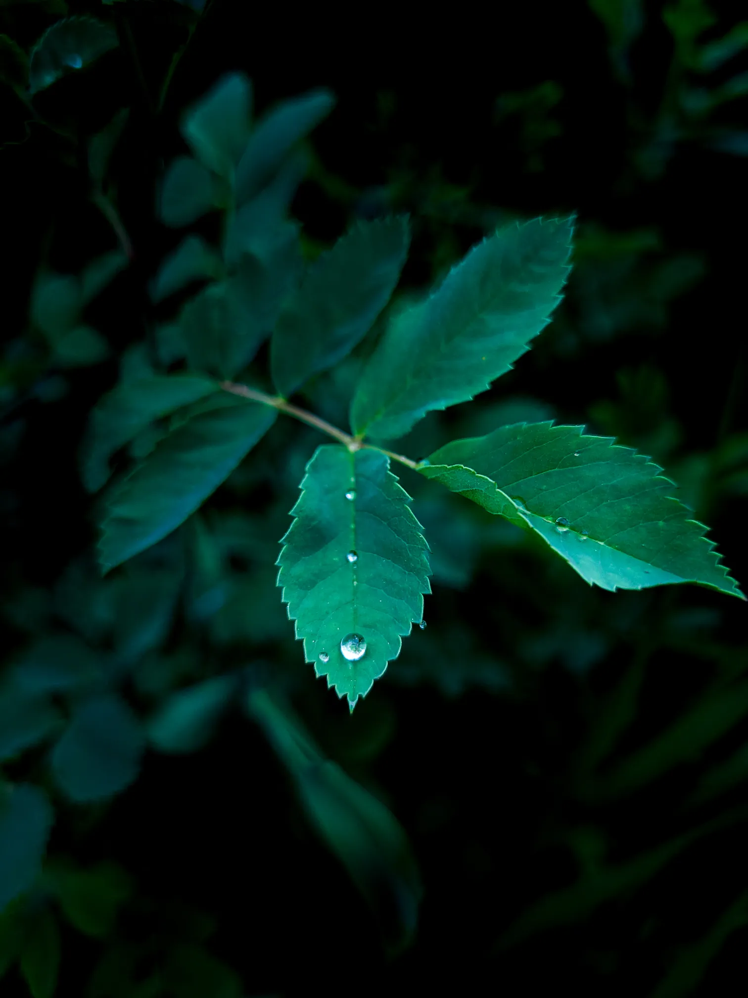 View FOTO's collection of flora photographs.