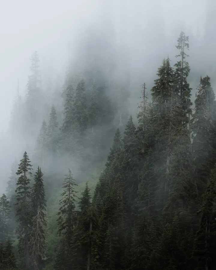 There's a strong chance this image contains the following subjects: tree,  fog,  landscape,  mist,  nature,  wood. The photographer has provided the following description: Nikon D750 and SP 24-70 f/2.8 G2 + SP 70-200 f/2.8 G2 Source: https://www.instagram.com/_photon8/ Photographer_name: Nate Rayfield. Title: Bound to the Mist. The photographer has provided the following description: Nikon D750 and SP 24-70 f/2.8 G2 + SP 70-200 f/2.8 G2 Published: 2025-06-25 08:53:19