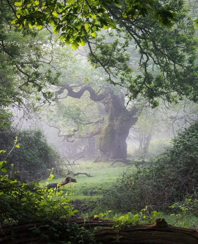 There's a strong chance this image contains the following subjects: tree,  landscape,  mist,  nature. FOTO has this to say about the photograph: Beautiful depth and framing Source: https://www.instagram.com/ariel_a_k/ Photographer_name: Ariel Kozak. Title: New Forest, Hampshire. FOTO has this to say about the photograph: Beautiful depth and framing Published: 2025-06-23 12:52:15