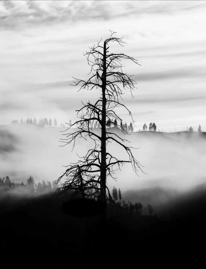 There's a strong chance this image contains the following subjects: tree,  monochrome,  fog,  landscape,  mist,  nature,  wood. FOTO has this to say about the photograph: The composition draws the eye effortlessly through the frame, while the attention to detail adds depth and emotion. A masterful blend of mood and structure, elegant and evocative, it tells a story without saying a word. Source: https://www.threads.com/@anaeisgevorkian Photographer_name: Anaeis Gevorkian. FOTO has this to say about the photograph: The composition draws the eye effortlessly through the frame, while the attention to detail adds depth and emotion. A masterful blend of mood and structure, elegant and evocative, it tells a story without saying a word. Published: 2025-07-18 15:02:04