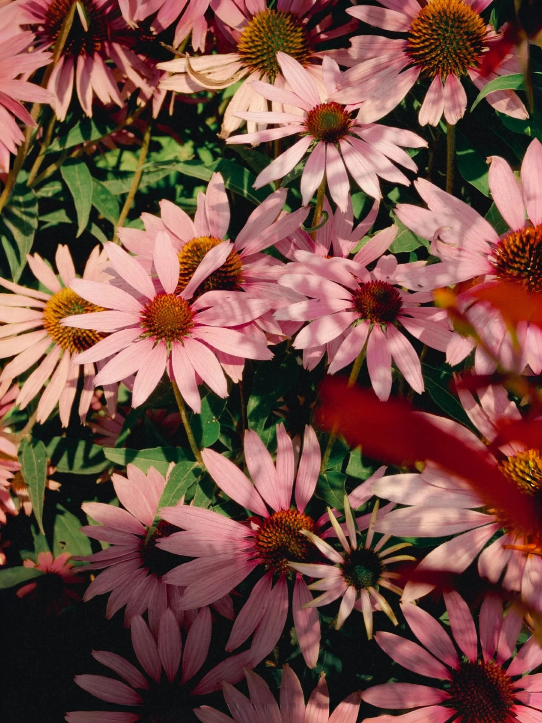 There's a strong chance this image contains the following subjects: flower,  garden,  nature,  summer,  flora. The photographer has provided the following description: As we start approaching the last month or so of British Summertime, it felt great to get out to a local spot renowned for it's abundant foliage and flora Source: https://www.instagram.com/lukeckdavis/ Photographer_name: Luke Davis. Title: Blooms at Kingston Lacy. The photographer has provided the following description: As we start approaching the last month or so of British Summertime, it felt great to get out to a local spot renowned for it's abundant foliage and flora Make: fujifilm. Model: X-T5. Published: 2025-10-12 11:00:39
