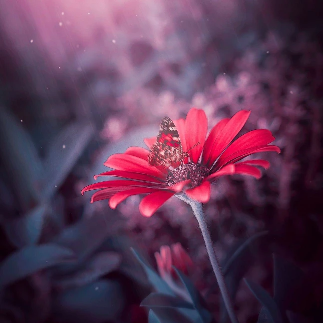 There's a strong chance this image contains the following subjects: flower,  garden,  nature,  summer,  flora,  color. The photographer has provided the following description: Some more creative flower photography following a recent trip to the garden centre, the wife thinks I’m getting into gardening now Source: https://www.instagram.com/andy_light_images/ Photographer_name: Andy Light. The photographer has provided the following description: Some more creative flower photography following a recent trip to the garden centre, the wife thinks I’m getting into gardening now Published: 2025-07-01 08:45:10