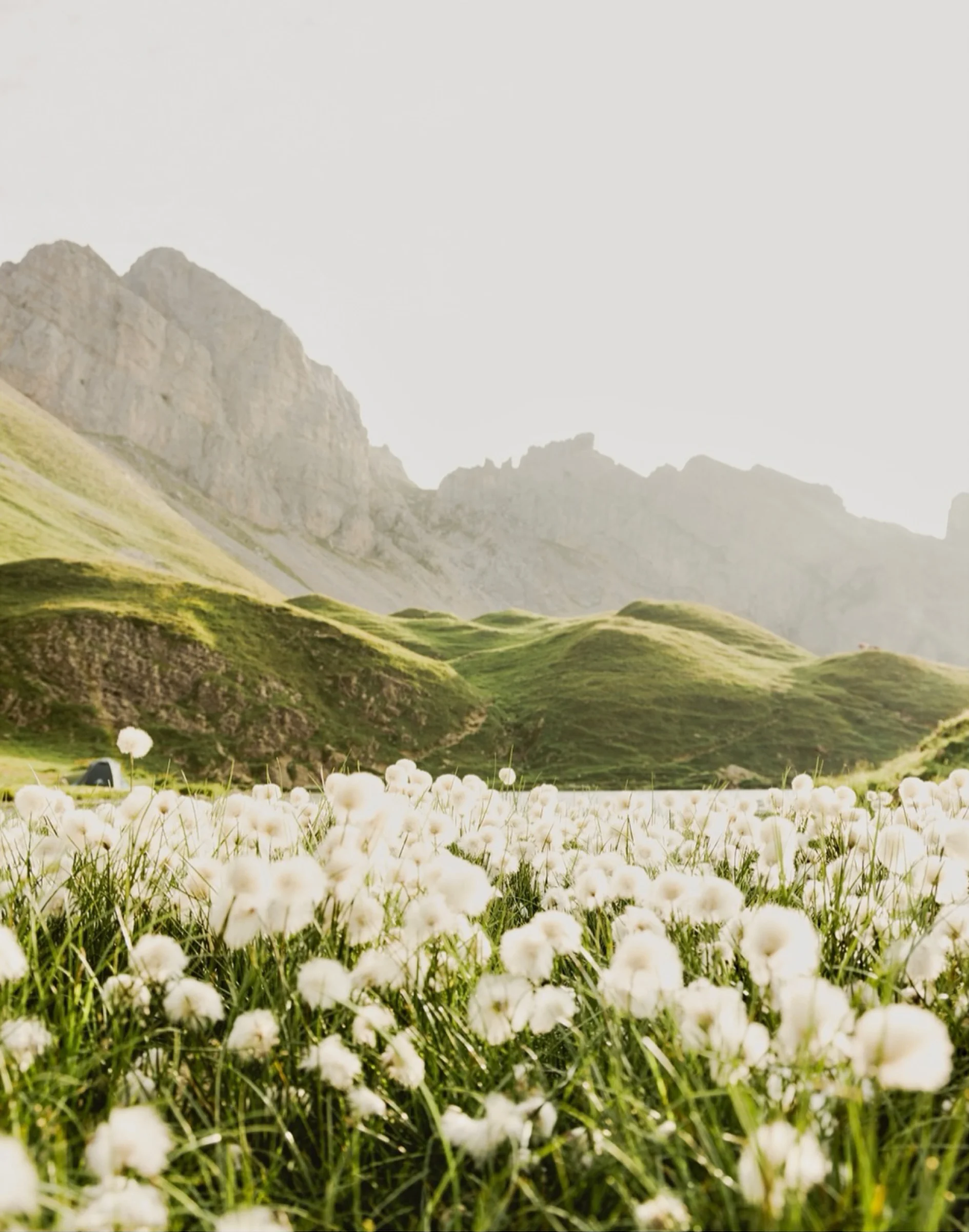 There's a strong chance this image contains the following subjects: nature,  summer,  grass,  mountain. Source: https://www.instagram.com/heja_elsa/ Photographer_name: Elsa. Title: White pompons. Published: 2025-10-12 11:28:05