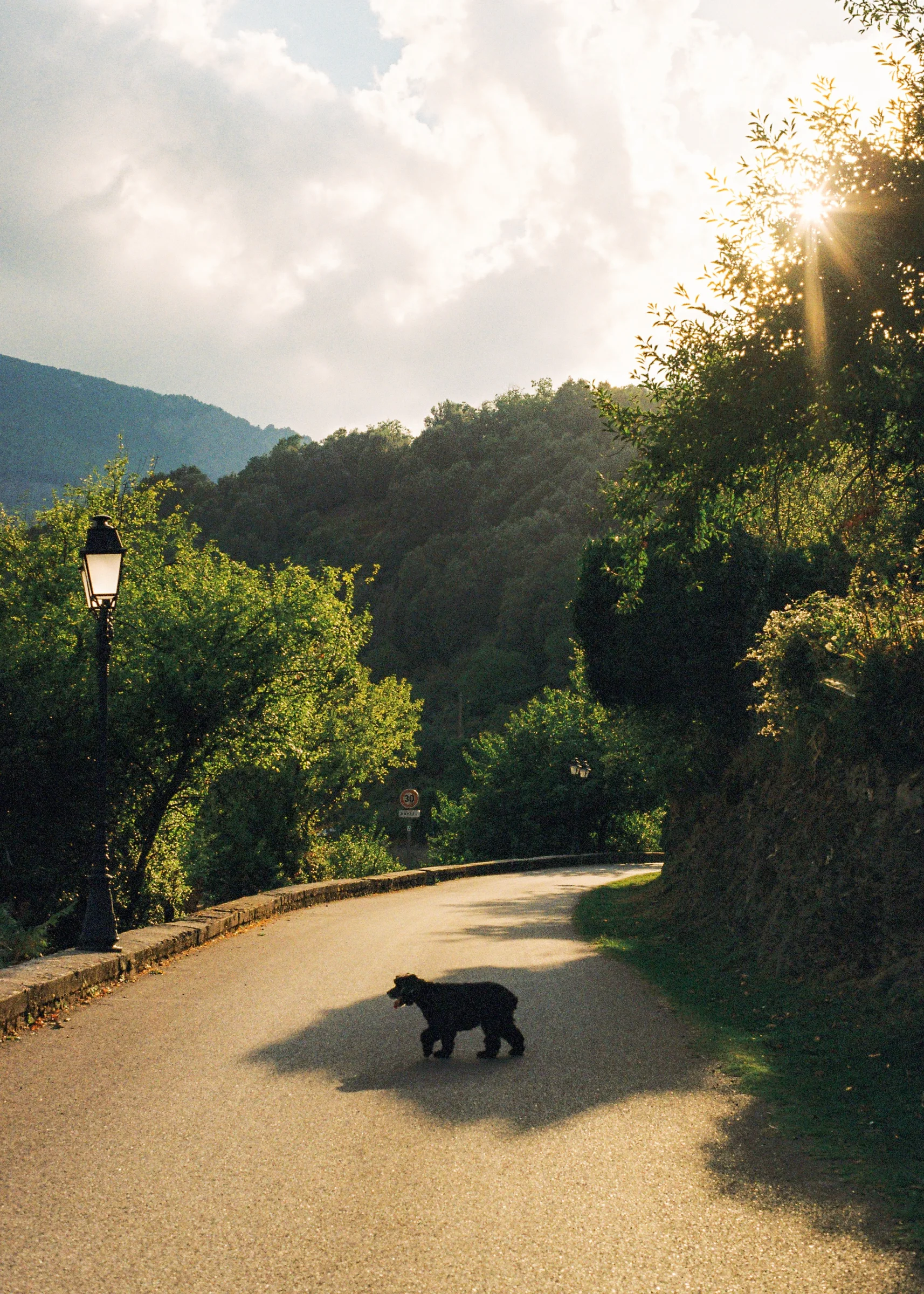 There's a strong chance this image contains the following subjects: tree,  road. Photographer_name: Natacha  Stra. Published: 2025-10-28 07:50:33