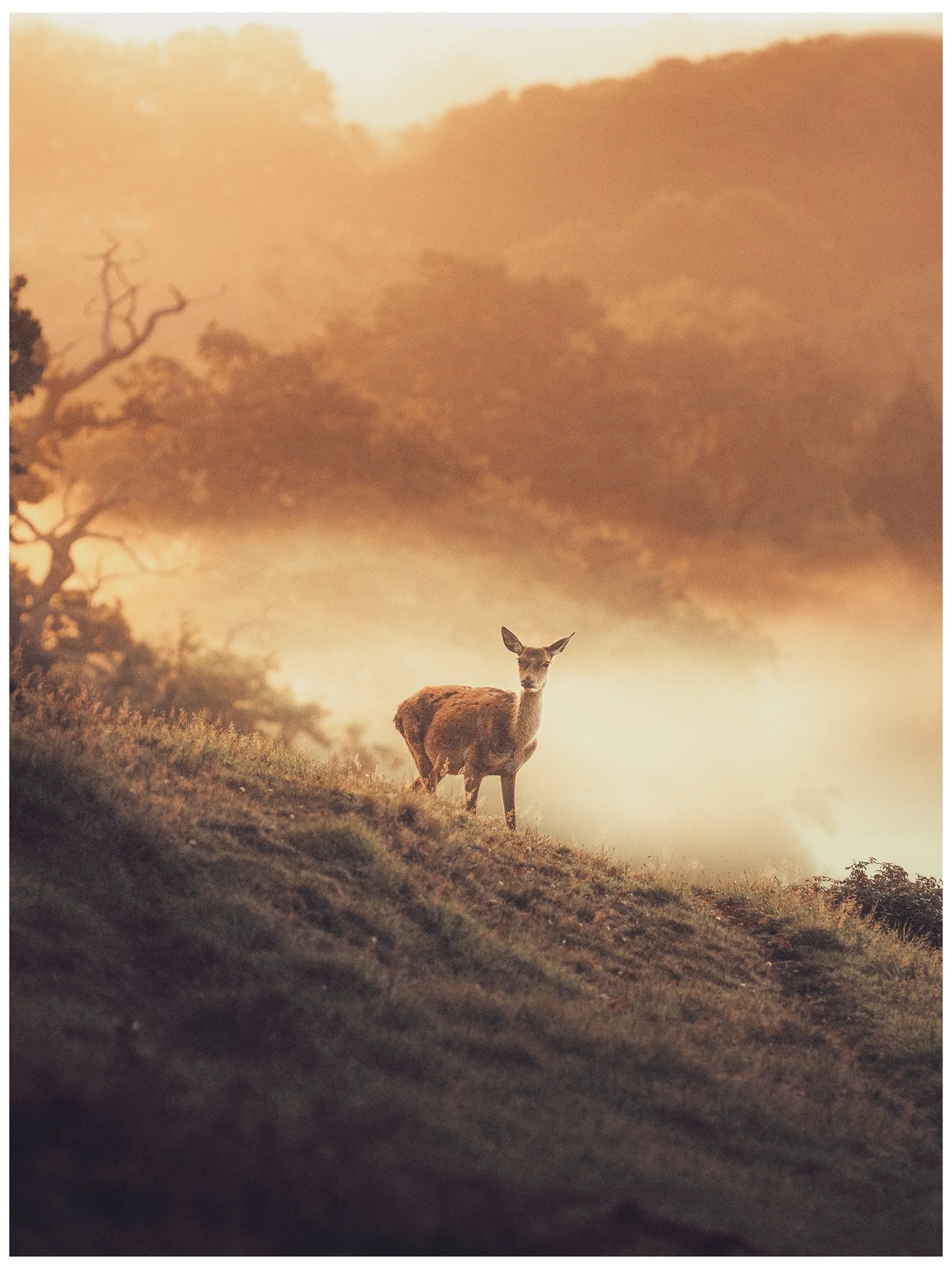There's a strong chance this image contains the following subjects: fog,  landscape,  sunset,  dawn. The photographer has provided the following description: Golden, glowy, sometimes a bit chaotic but always a reminder of why I love picking up a camera and being in the outdoors. Source: https://www.instagram.com/withgar/ Photographer_name: Gareth Llewellyn. Title: Golden. The photographer has provided the following description: Golden, glowy, sometimes a bit chaotic but always a reminder of why I love picking up a camera and being in the outdoors. Make: sony. Model: a7R V. Published: 2025-10-12 09:50:03