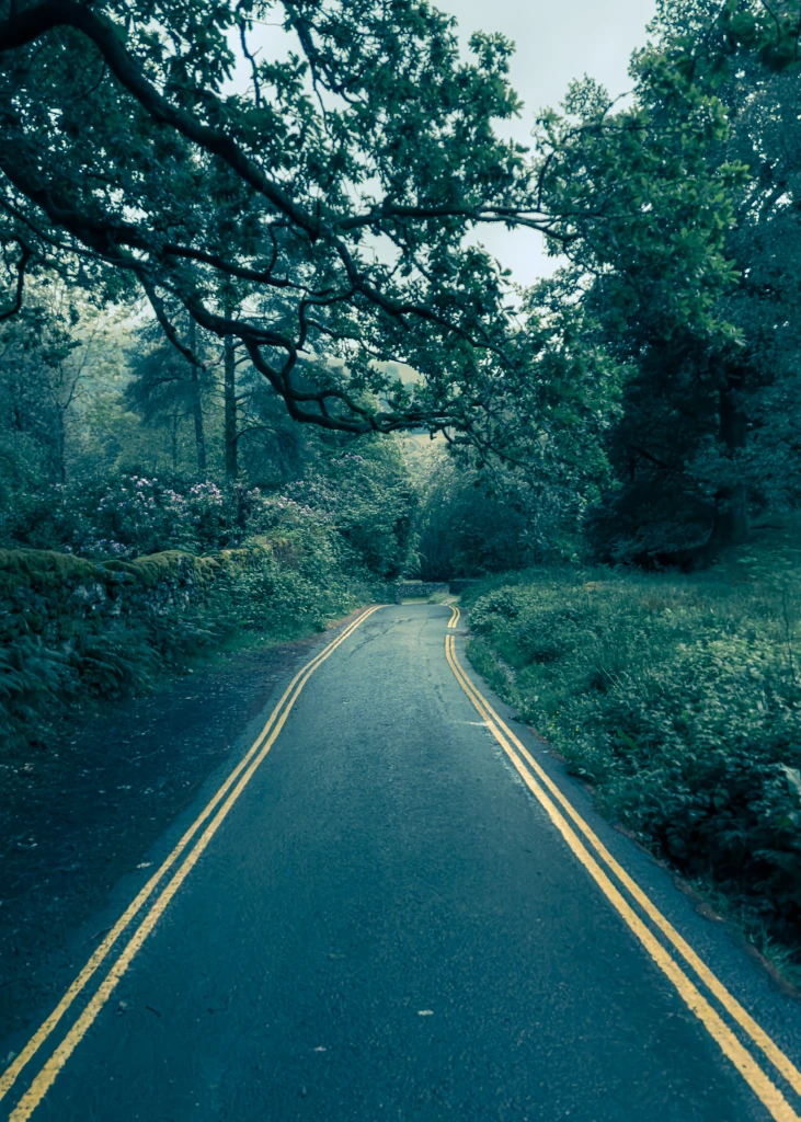 There's a strong chance this image contains the following subjects: tree,  street,  landscape,  nature,  road. The photographer has provided the following description: Taken on a wet walk to Rydal Cave, the stark yellow lines popped in the moody surroundings and had to take the shot. Photographer_name: Lee Sillery. Title: Lonely Road. The photographer has provided the following description: Taken on a wet walk to Rydal Cave, the stark yellow lines popped in the moody surroundings and had to take the shot. Make: iphone. Model: 15 Pro Max. Published: 2025-06-14 20:23:19