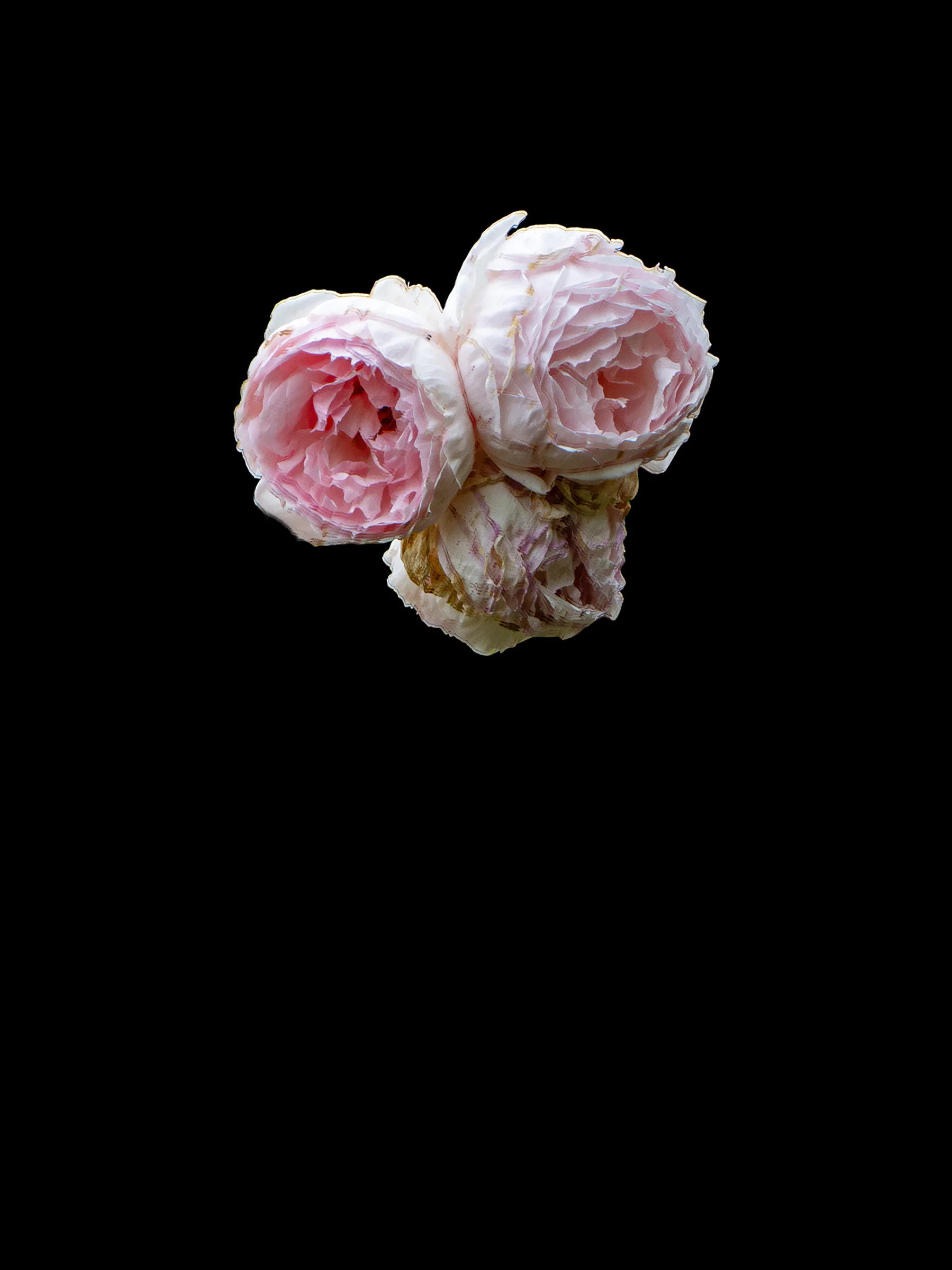 There's a strong chance this image contains the following subjects: flower,  nature,  summer,  abstract. The photographer has provided the following description: A new series of taking images out of their context and republishing them against a plain background..
These are fading away in July! Photographer_name: Paul Miller. The photographer has provided the following description: A new series of taking images out of their context and republishing them against a plain background..
These are fading away in July! Make: canon. Model: EOS 90D. Published: 2025-09-01 15:13:34